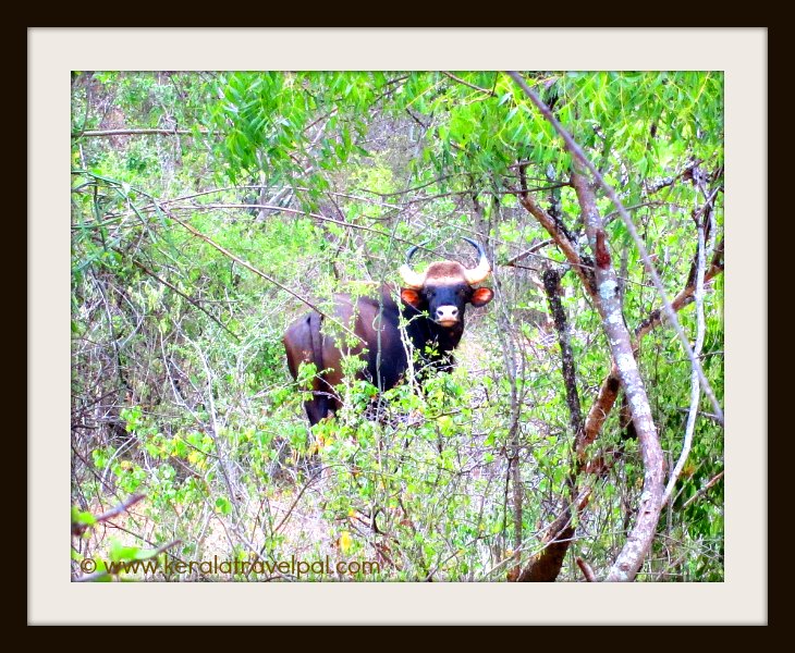Kerala wildlife sanctuaries Kerala wildlife sanctuaries