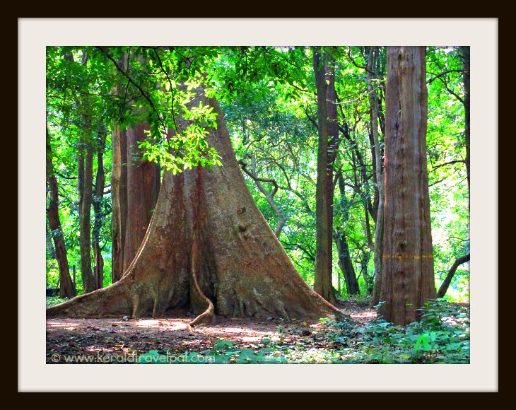 tourist places at nilambur